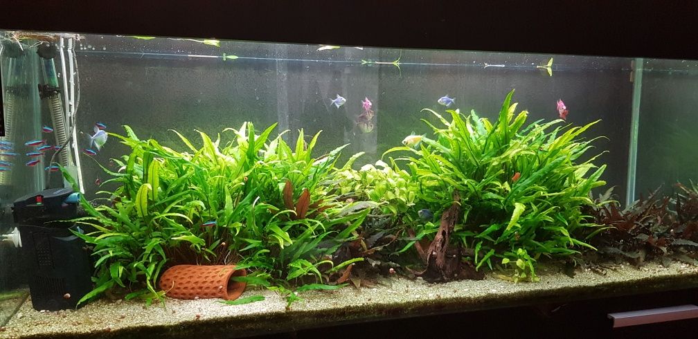 Растения за аквариум