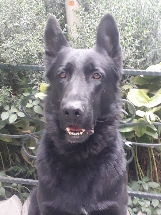 Вязка любвеобильного и ласкового красавца. 4 года. Медалист