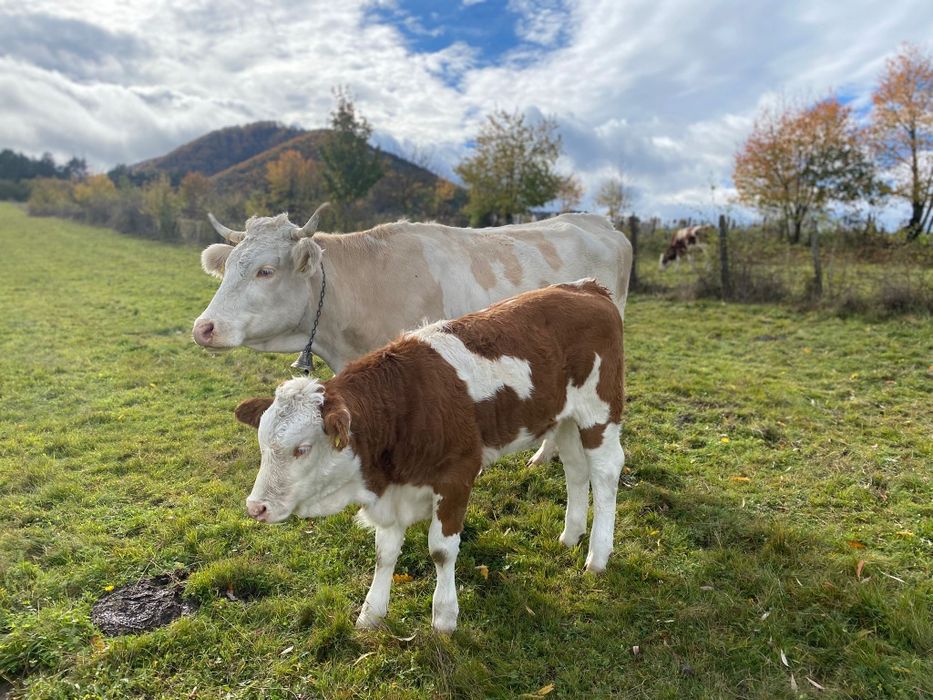 Vacă cu vițea de vînzare