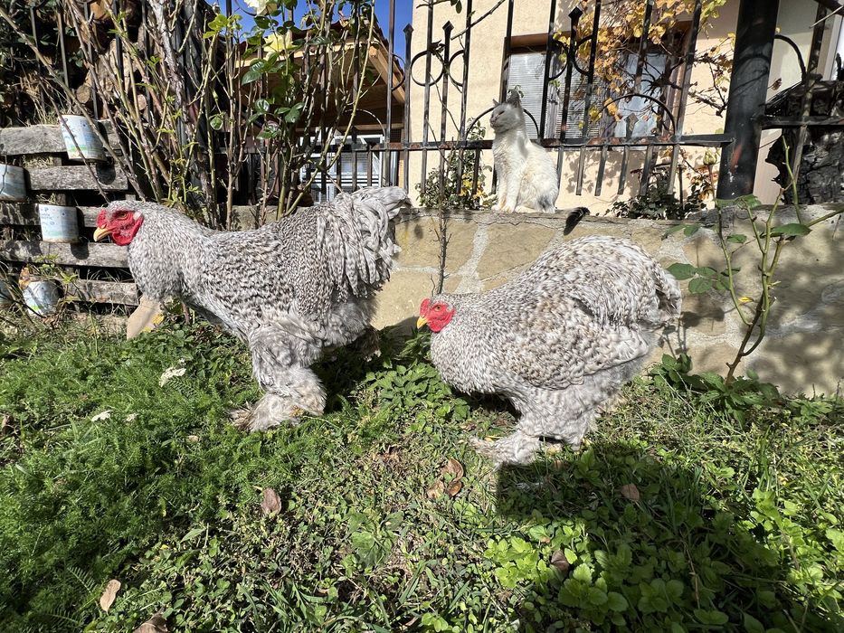 Продавам петли порода Брама – кукувича и сплаш