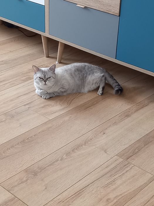 Британска късокосместа