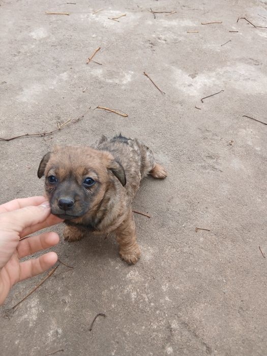 Donez cătel talie mica