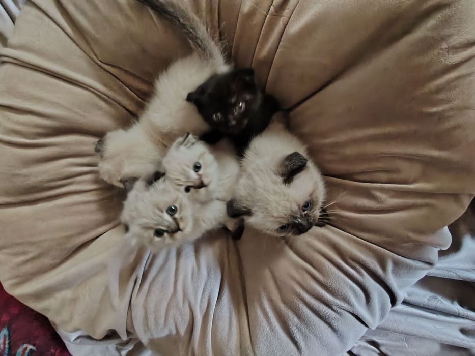 Продаются котята