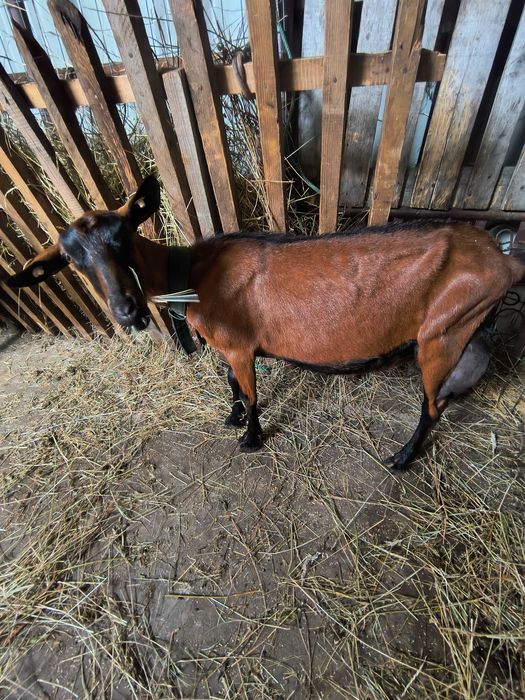 Capră alpină francez
