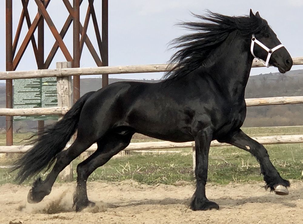 Friesian armăsar Top Frizian