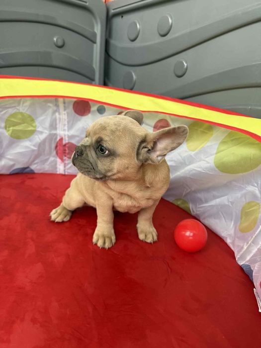 Baietel Bulldog Francez 3luni