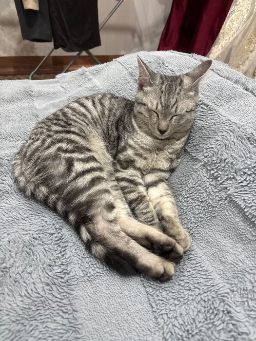 Котенок, серый, 4 месяца