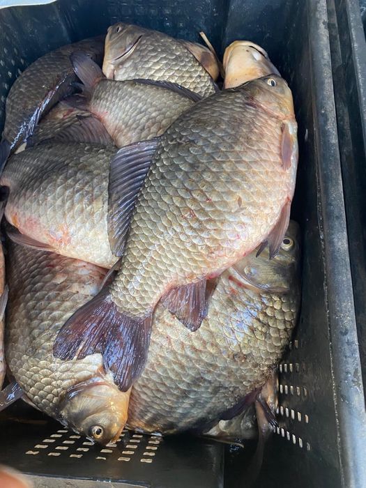 Живой карась продам