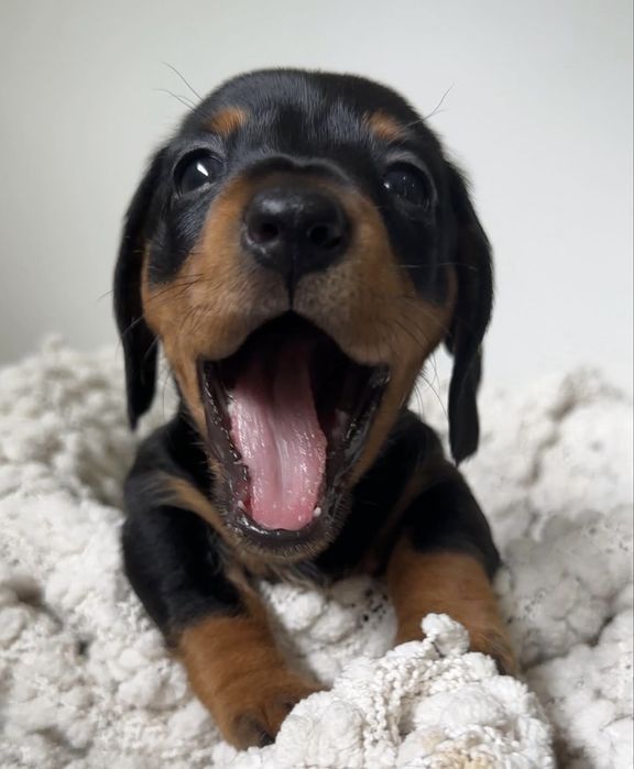 Teckel dachsund 1000 lei