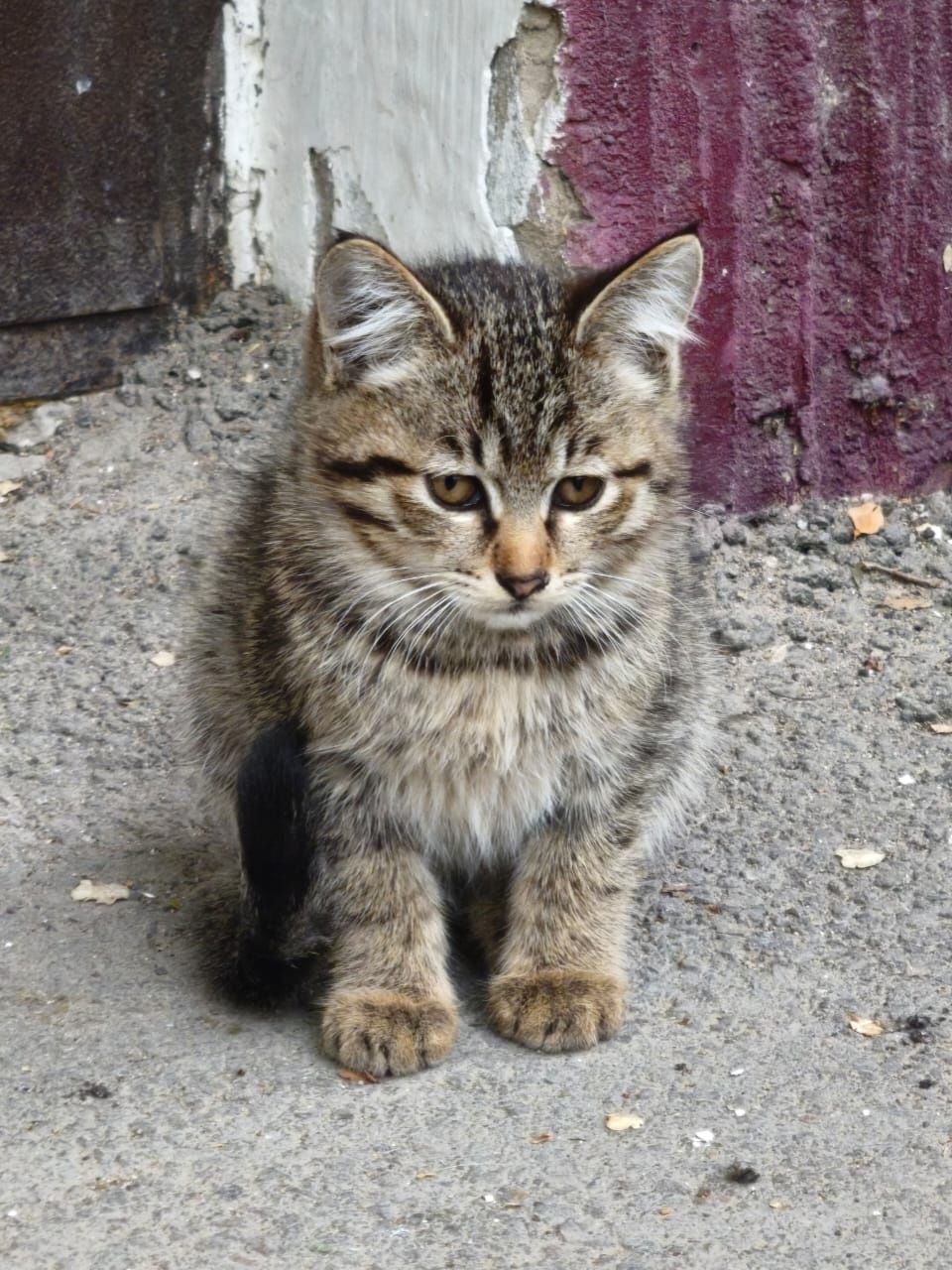 Котёнок бесплатно