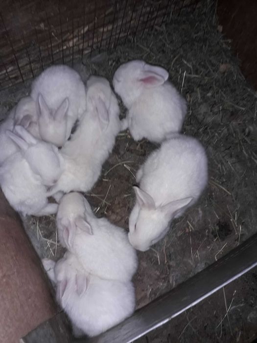 Кролики адрес Самарканд раен Шодимурод ресторан утканда Нуробод кишлок