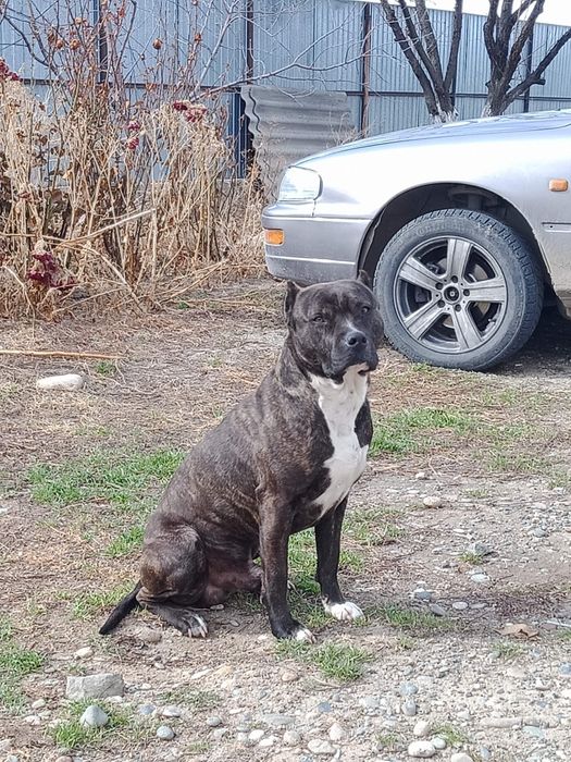 Кобель на вязкау порода Стаффорд