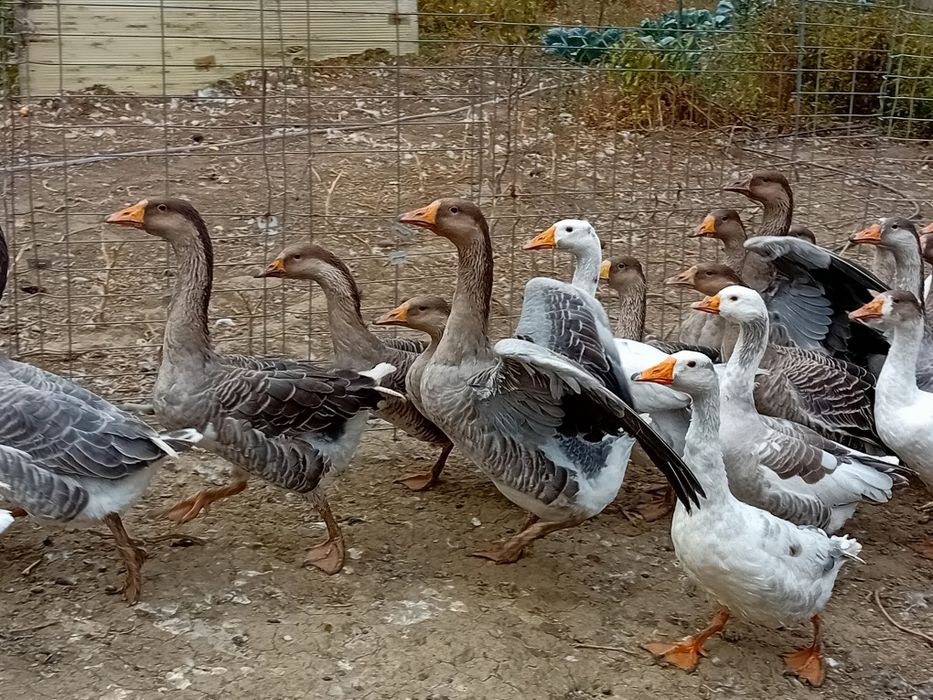 Gâște de Vânzare