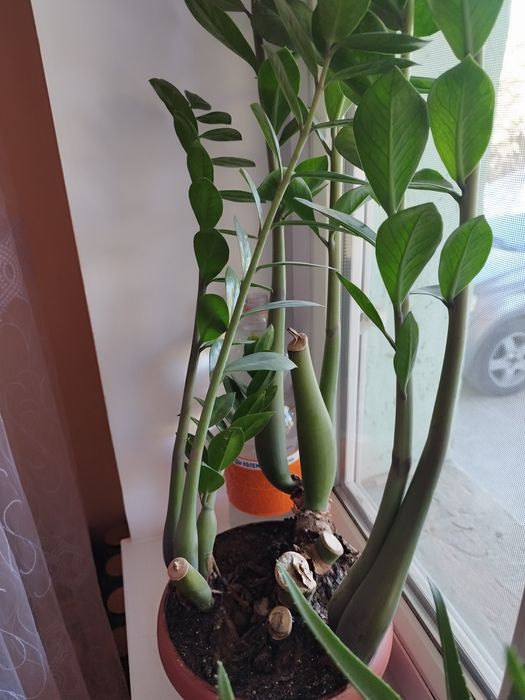 Продам долларовое дерево