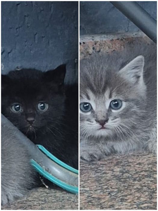 Маленькие котята ищут дом