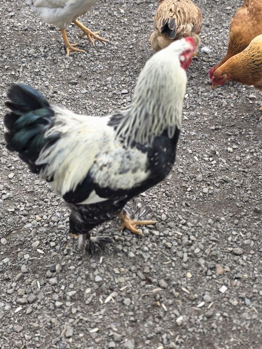 Vând Cocoși frumoși.