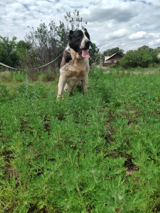 Кабель ищет подругу