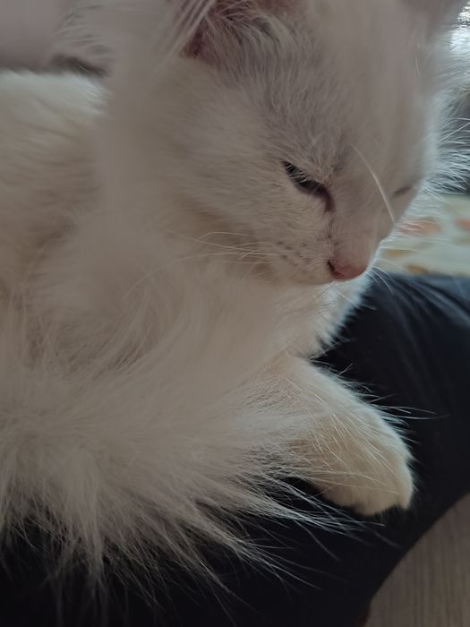 Бели котета, 4 мес.