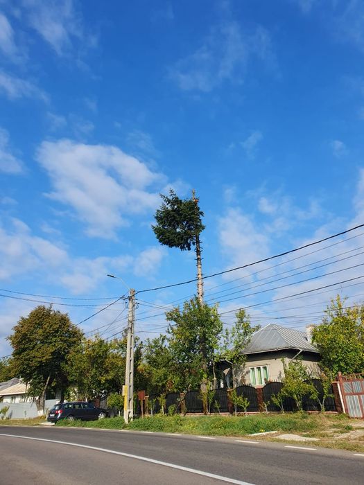 Toaletare arbori defrisari toaletari arbori copaci taiere taieri arbor