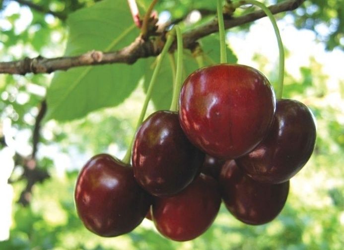 Cires (Soiul George )