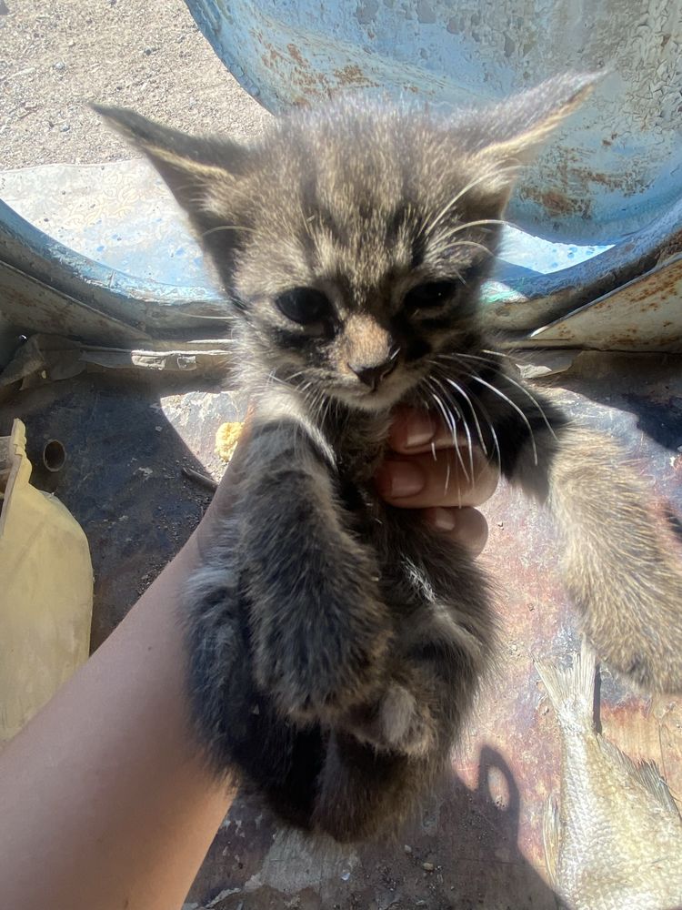 Котятаа хорошиее
