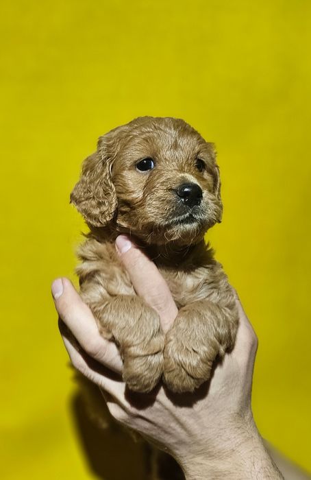 Labradoodle apricot