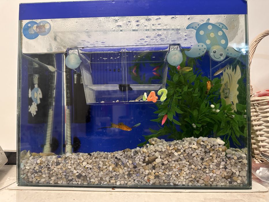 Acvariu cu pesti