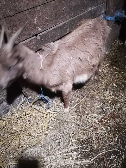 Davanzare capre Piscolt