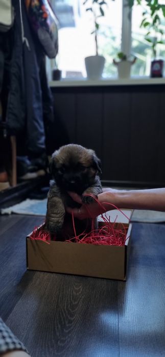 Отдам щенят в добрые руки