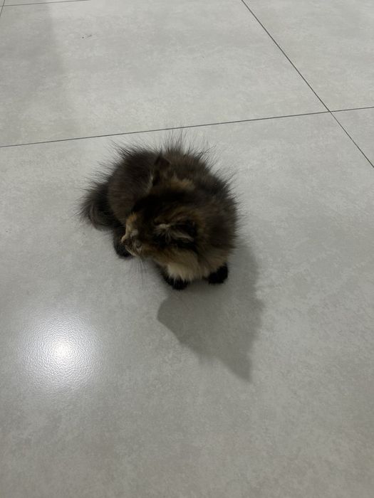 Срочно продаётся котёнок