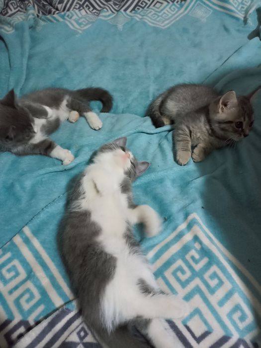 Отдам котят в добрые руки