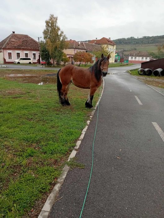 Iapa de 5 ani de vanzare