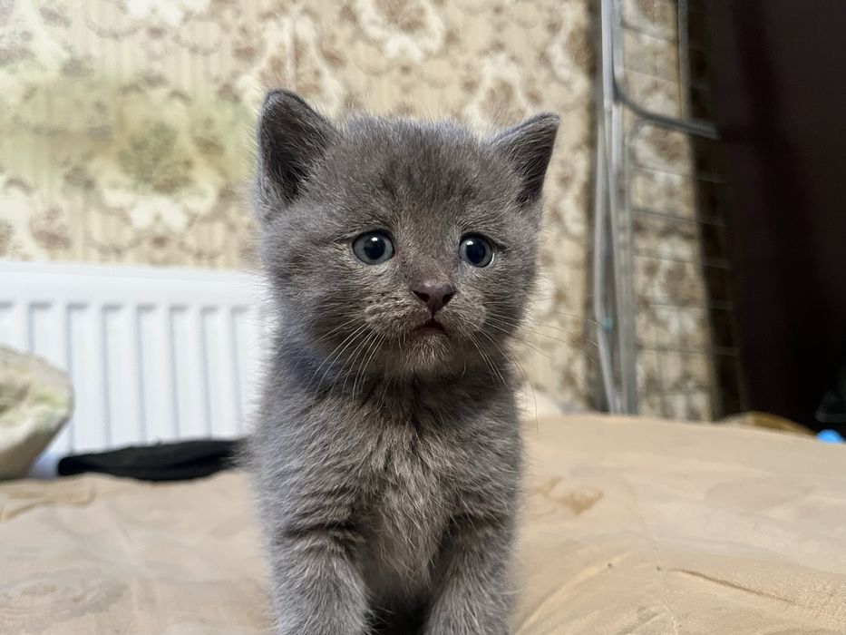 Британские котята