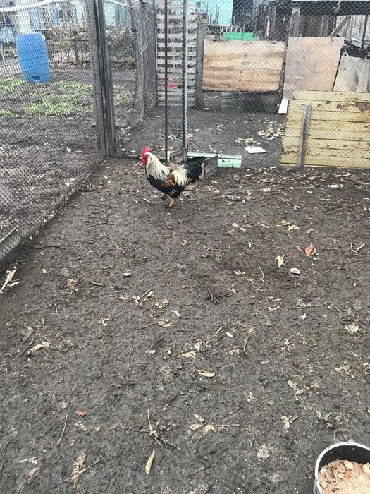 Продаю молодого петуха