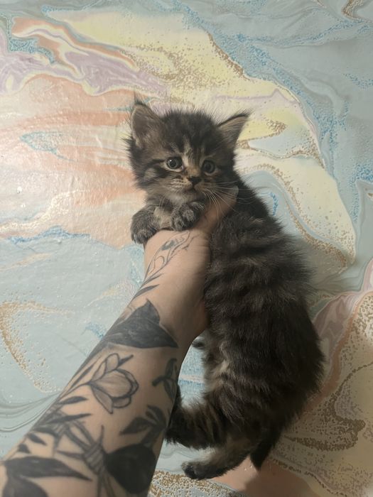 Котята помесь мейн-куна готовы на продажу!