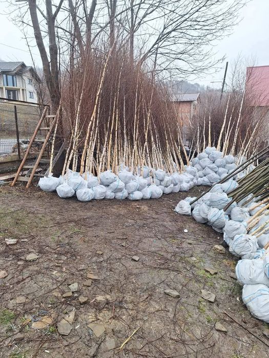 Vand mesteacăn alb dimensiuni de la 1-6 m diferite specii dif inaltimi