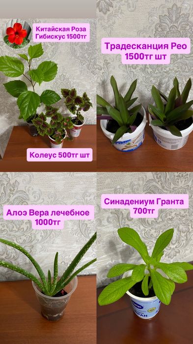 Домашние цветы Комнатные цветы разные В НАЛИЧИИ