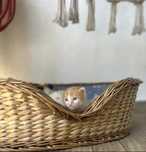 Ofer spre adoptie pui pisica -