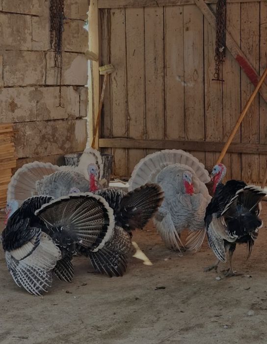 Curcani si Curci de vanzare