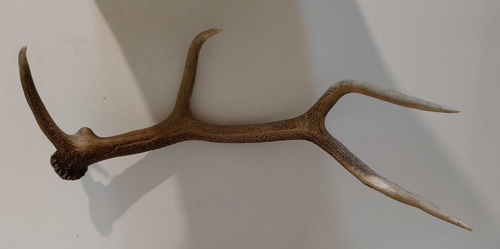 Еленски рога.Чифт.