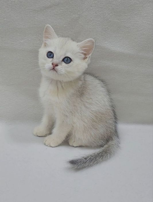 Скоттиш страйт серебристая шиншилла