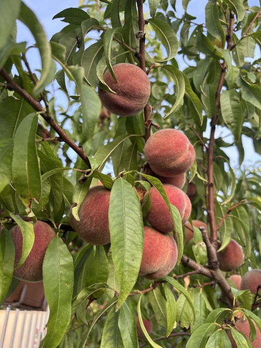 Piersic Rubino, puiet anul ll