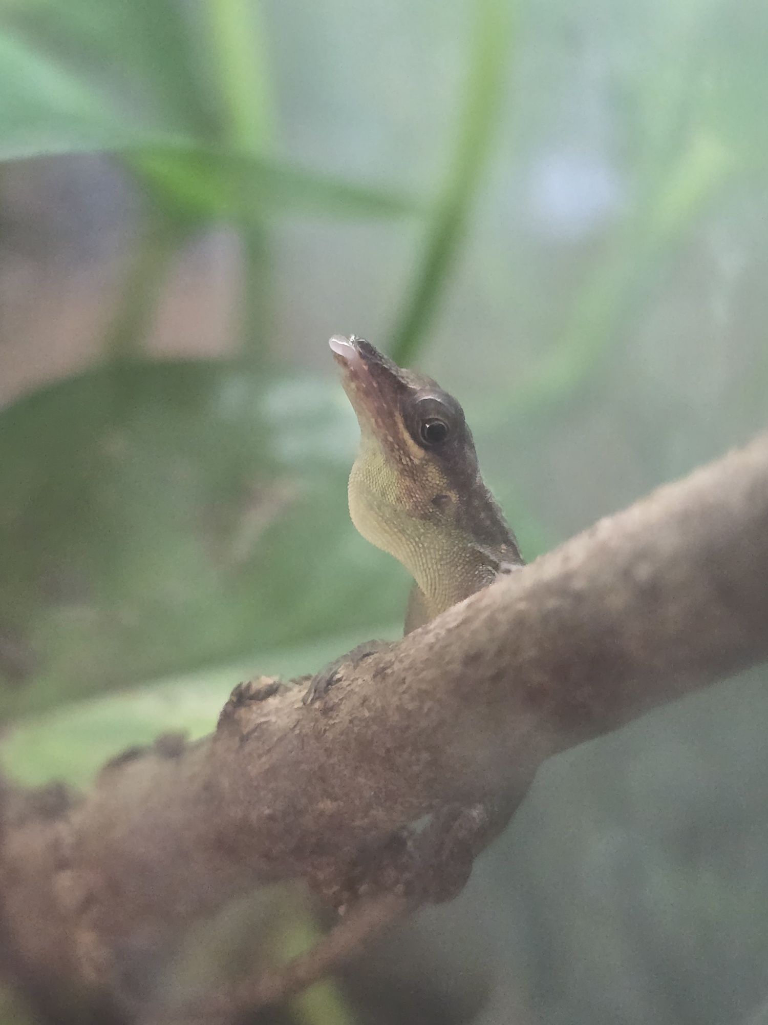 Anolis roquet macouba