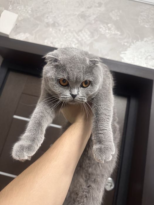 Продаётся кошка породы Скоттиш-фолд (девочка), 9 месяцев