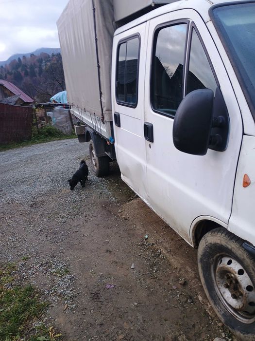 Vând camioneta fiat Ducato sau schimb pe oi