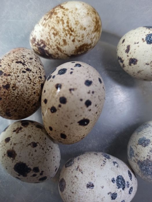 Продам перепелиные яйца