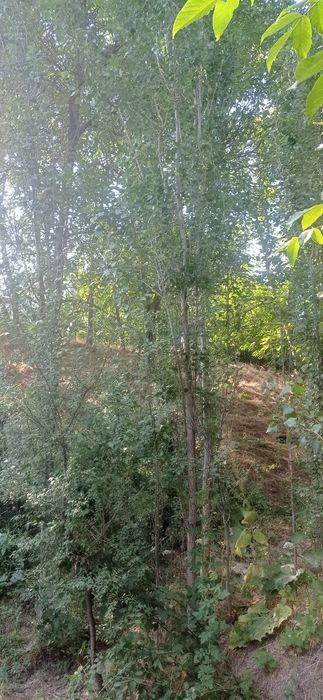 Yer bor sotiladi kadastri bor.