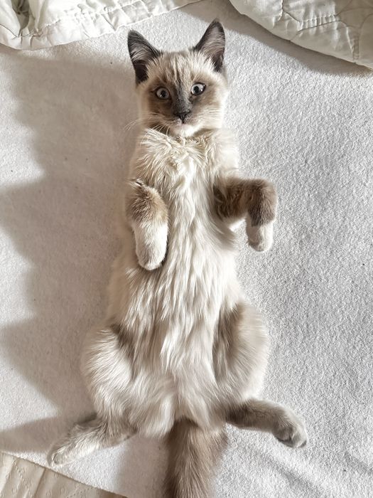 Отдам в хорошие руки