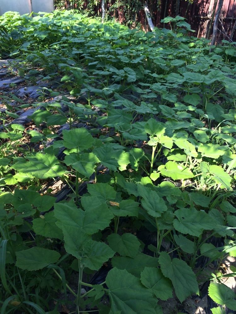 paulownia seminte si rasad