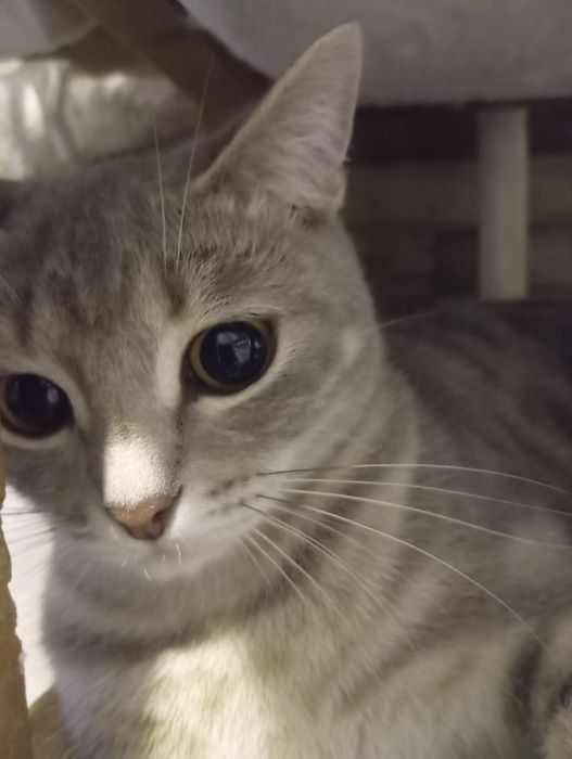 Отдам кошку в хорошие руки